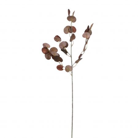 Eukalyptus blatt zweig braun – L73cm 