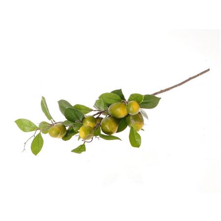 Stem Lemon Plant l90w27h20 Green