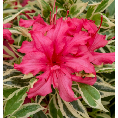  Zwerg-Rhododendron 'Bollywood'