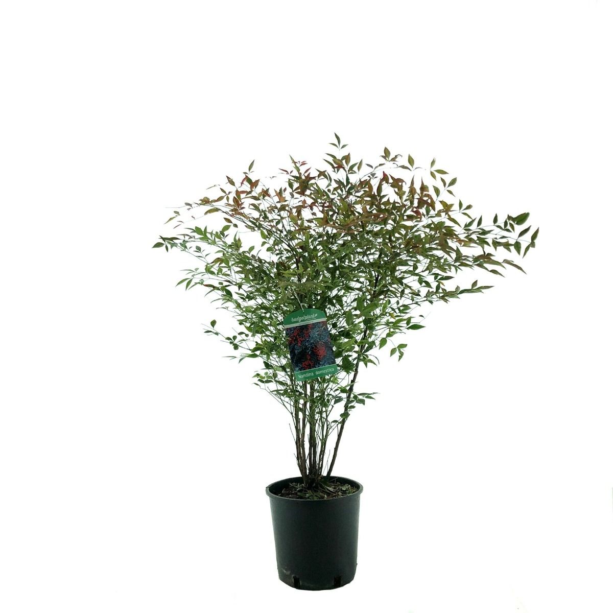 Gnstig Nandina / Heiliger Bambus bei Budgetplant kaufen - Top-Qualitt zum  besten Preis!