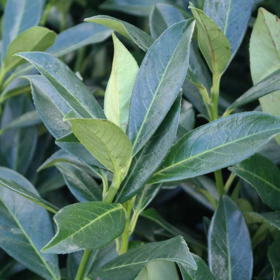 Auf der Suche nach Kirschlorbeer 'Caucasica' ? Budgetplant!