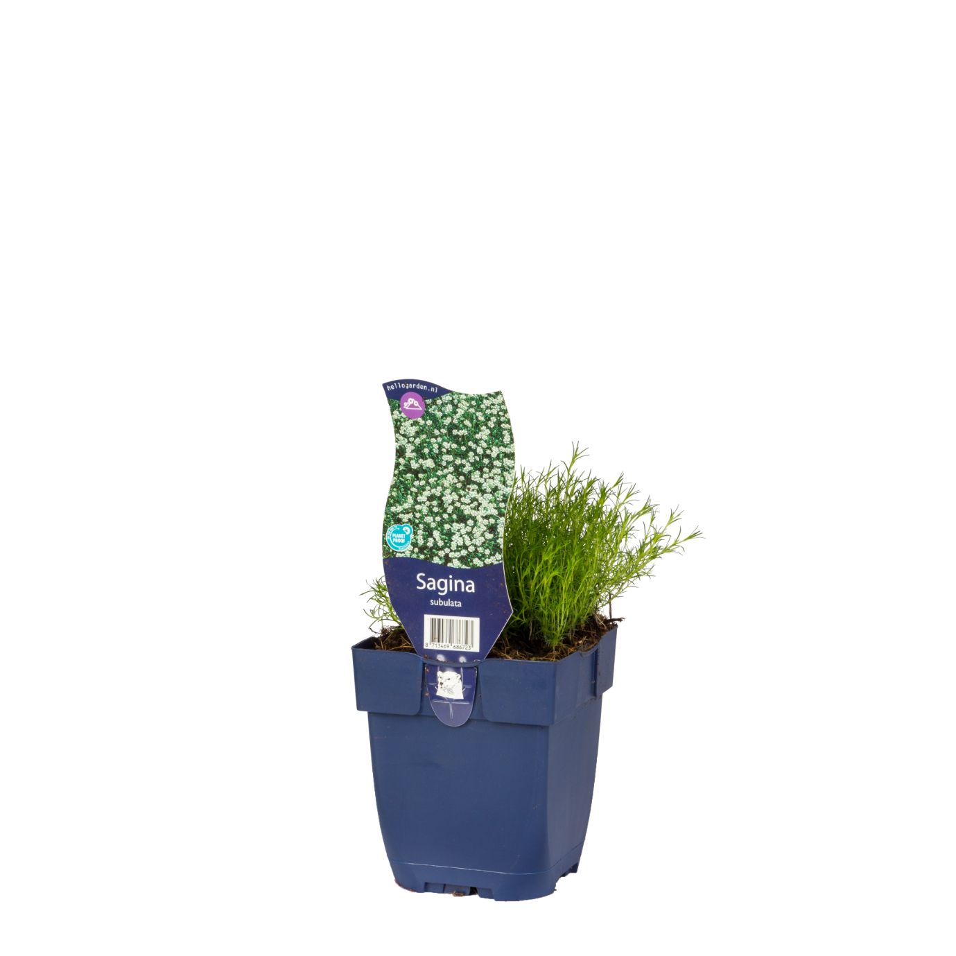 kräutermischung saatgut BIO Liebstöckel Samen main image 0