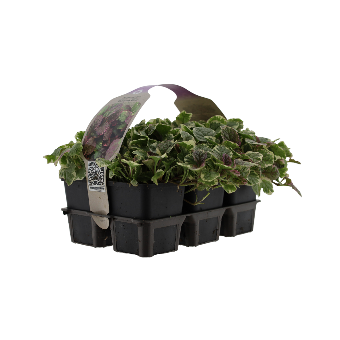 Auf der Suche nach Gnsel 'Burgundy Glow'? Budgetplant!
