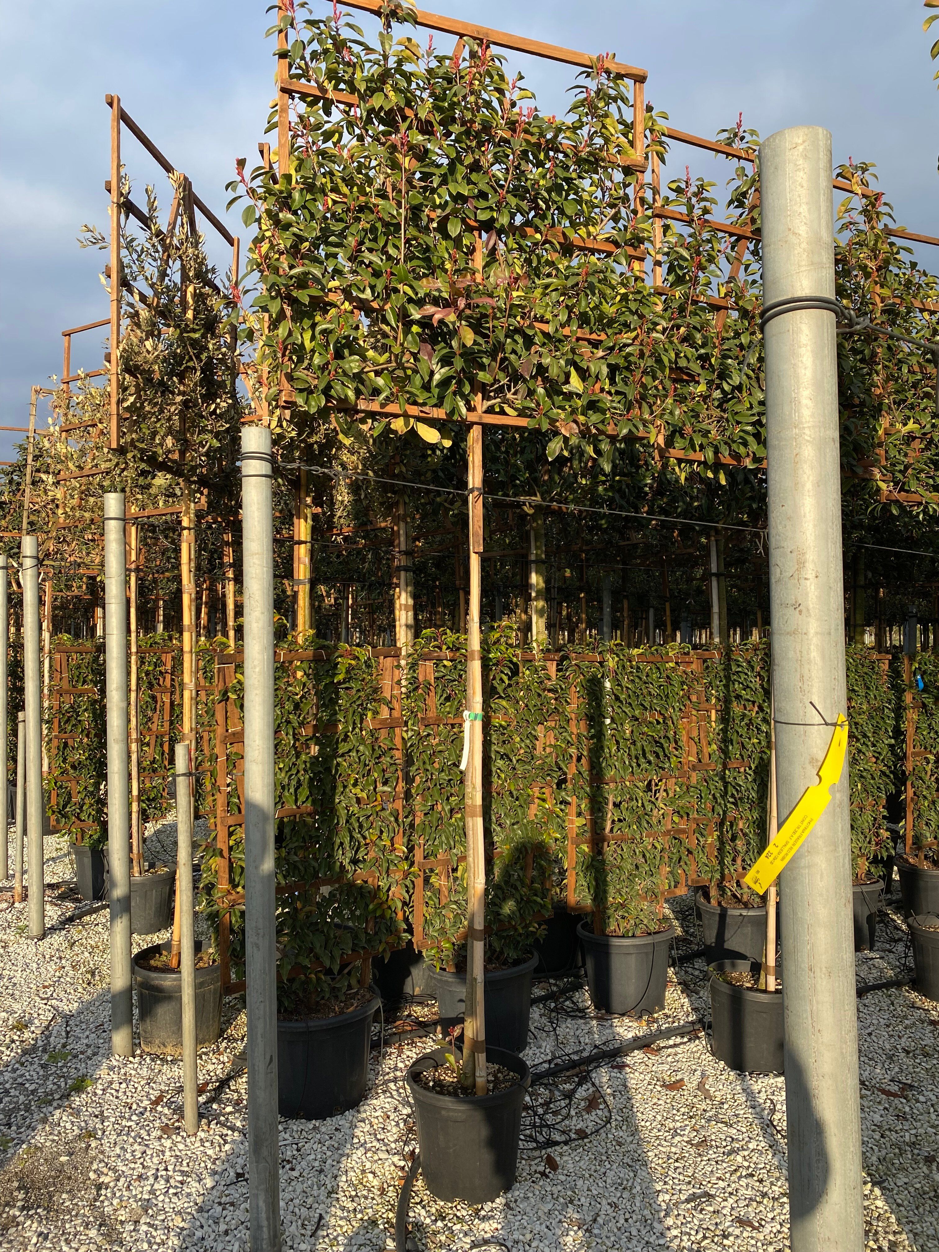 Auf der Suche nach Glanzmispel 'Red Robin'? Budgetplant!