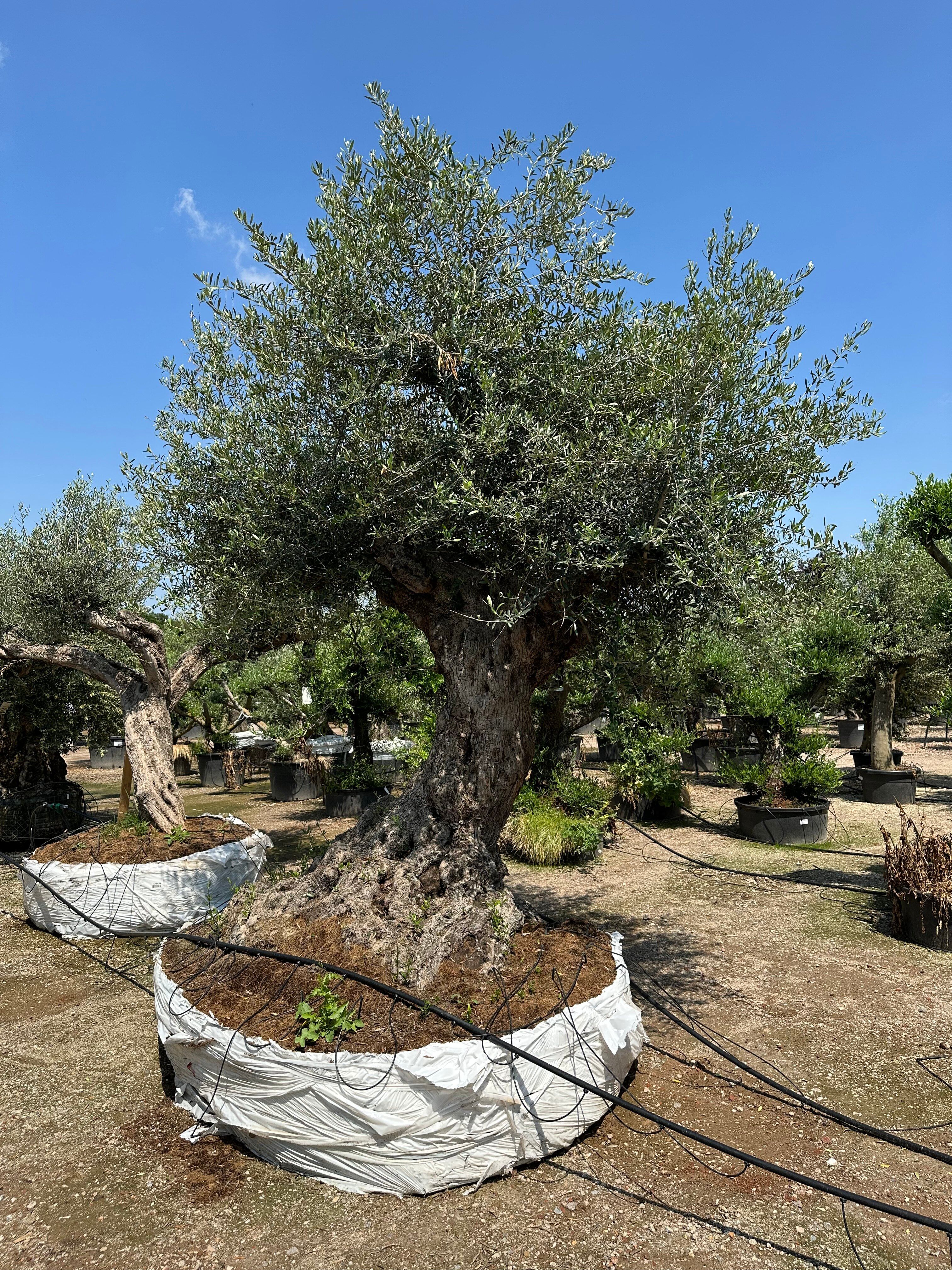 Auf der Suche nach Olivenbaum 'Lechin'? Budgetplant!