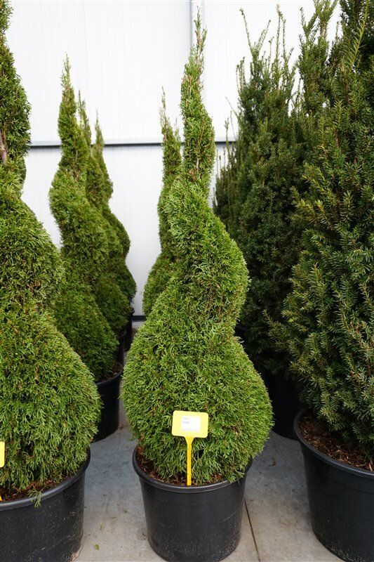 Auf der Suche nach Lebensbaum 'Smaragd' Spirale ? Budgetplant!