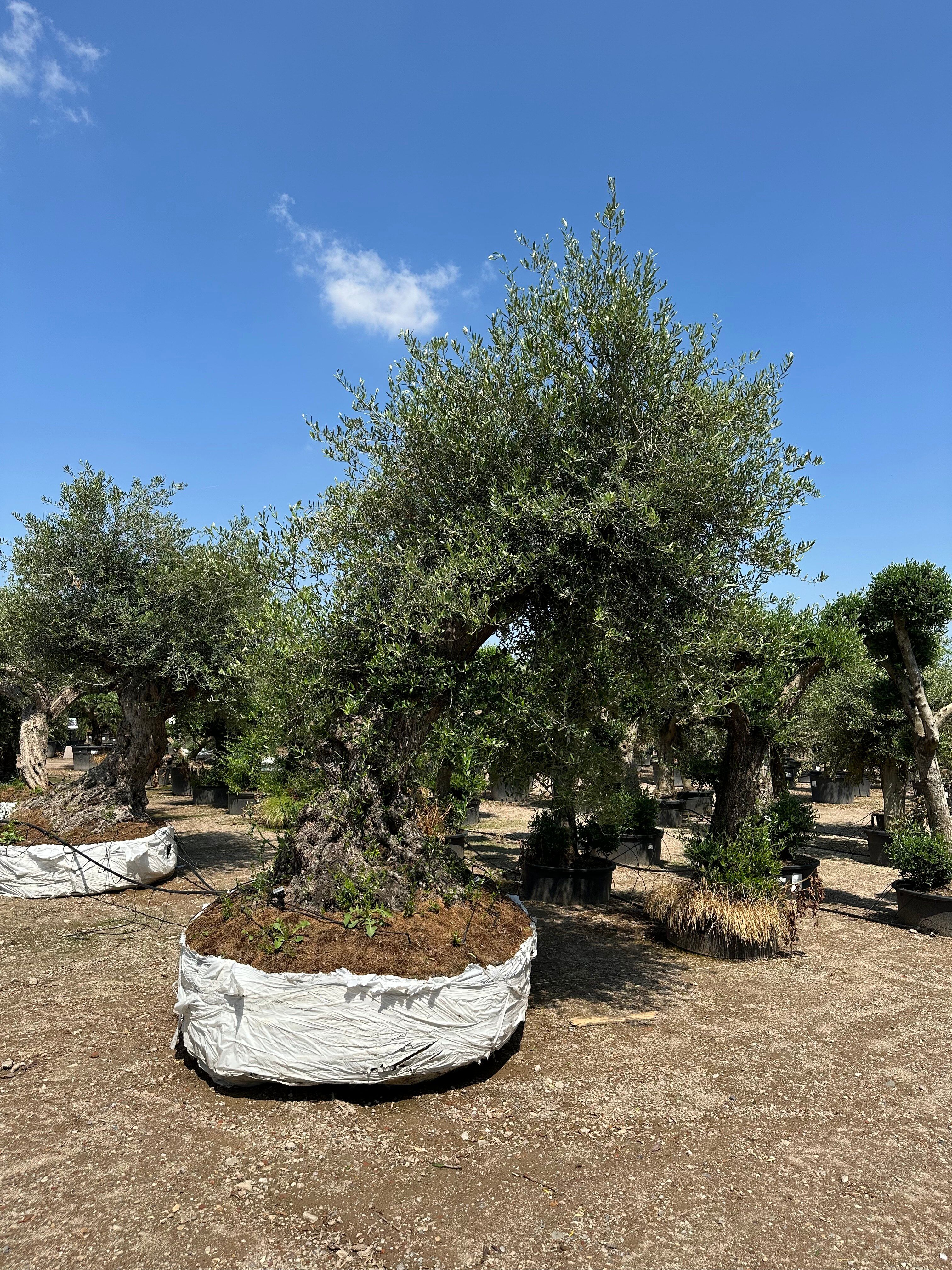 Auf der Suche nach Olivenbaum 'Lechin'? Budgetplant!