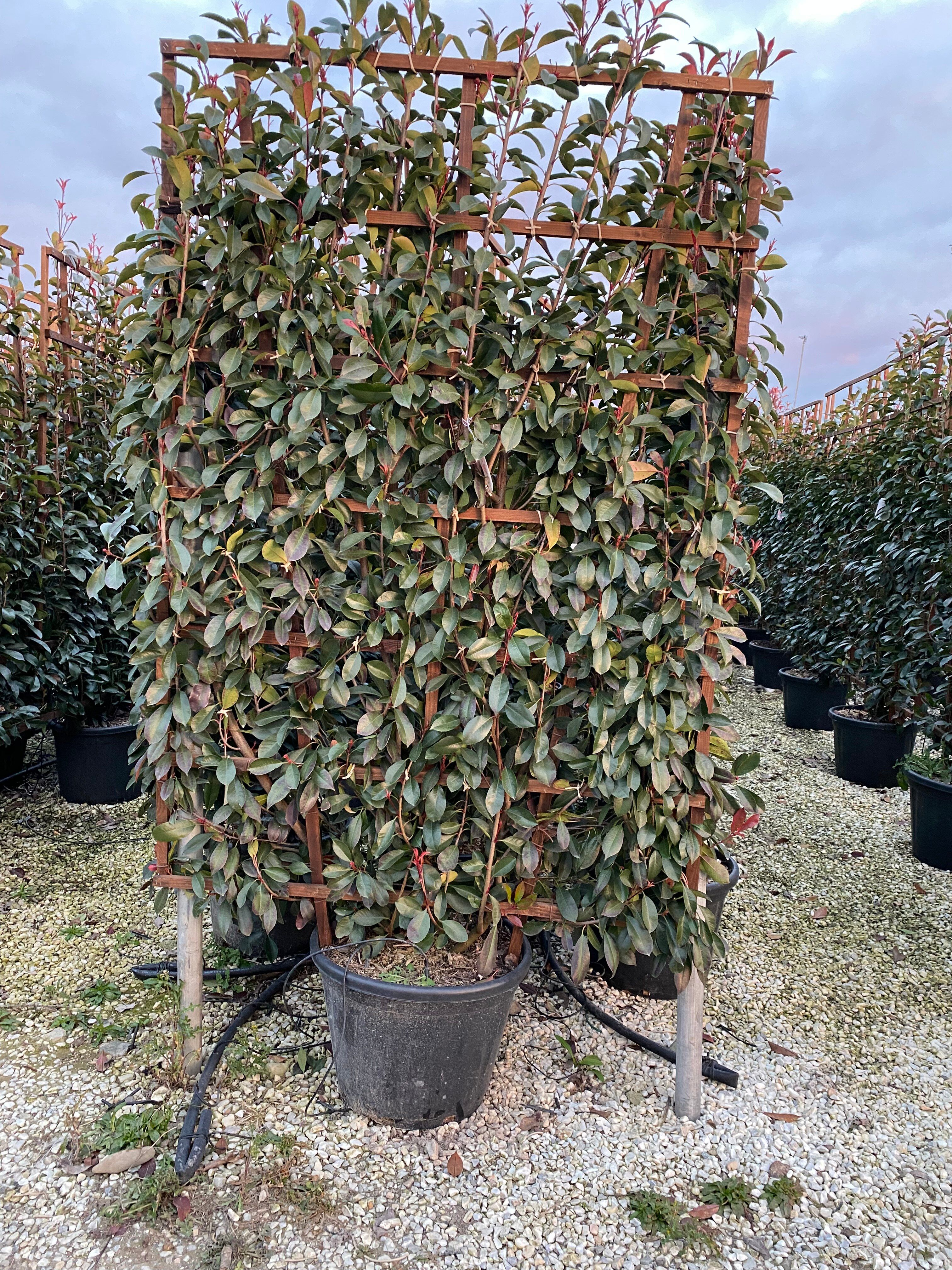 Auf der Suche nach Glanzmispel 'Red Robin' Fertighecke? Budgetplant!