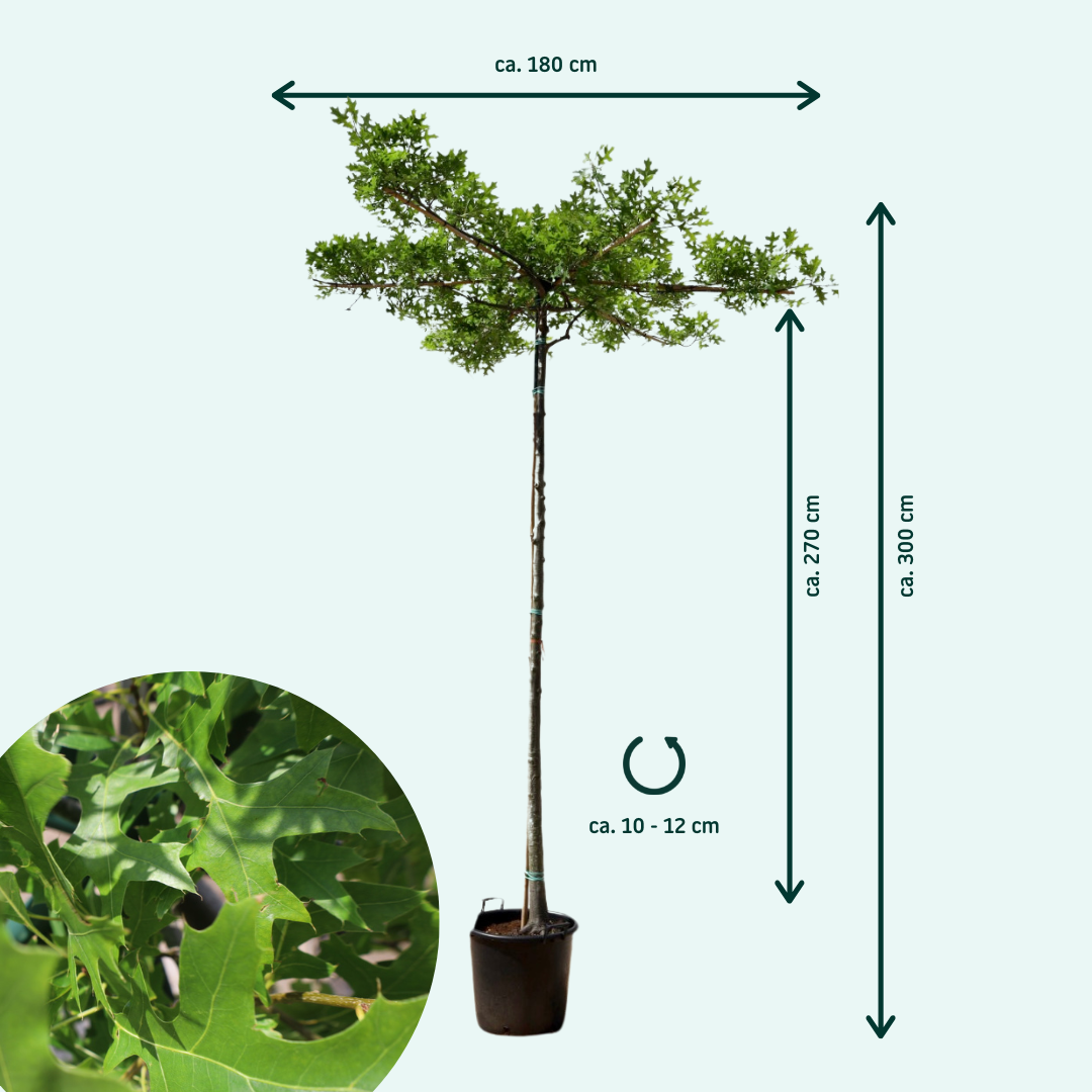 Dach-Sumpfeiche (Quercus palustris) gnstig kaufen