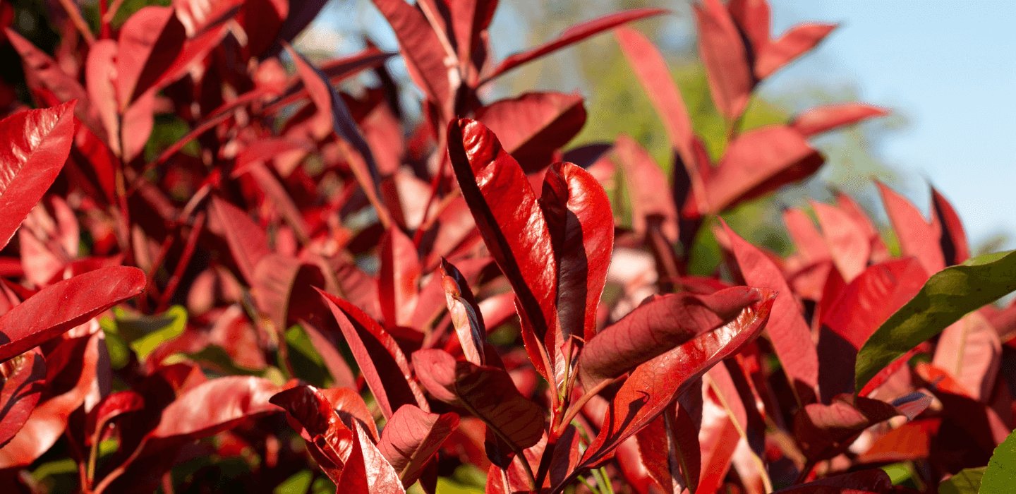 Photinia 'Red Robin'; die schnste Glanzmispel