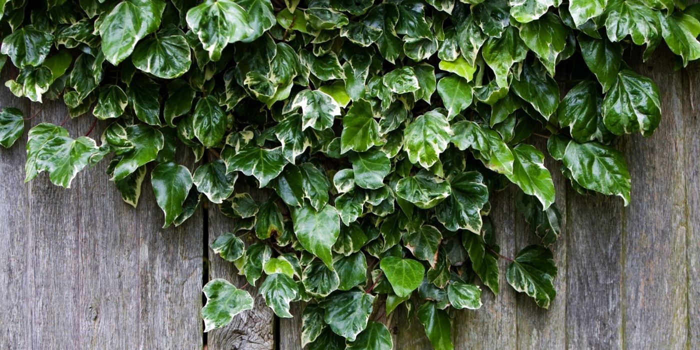 hecke glanzmispel red-robin Glanzmispelhecke | kaufen