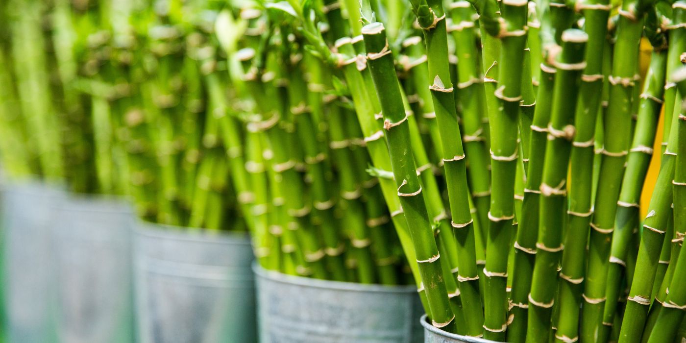 Bambus im Garten, auf dem Balkon oder im Topf  Tipps & Sorten
