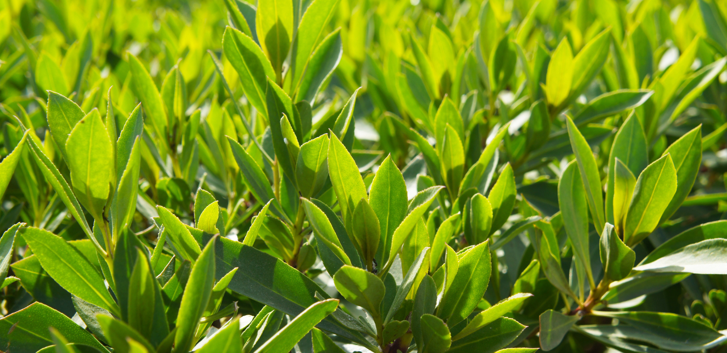liguster glaucum Liguster struik kopen Ligustrum vulgare main image 1