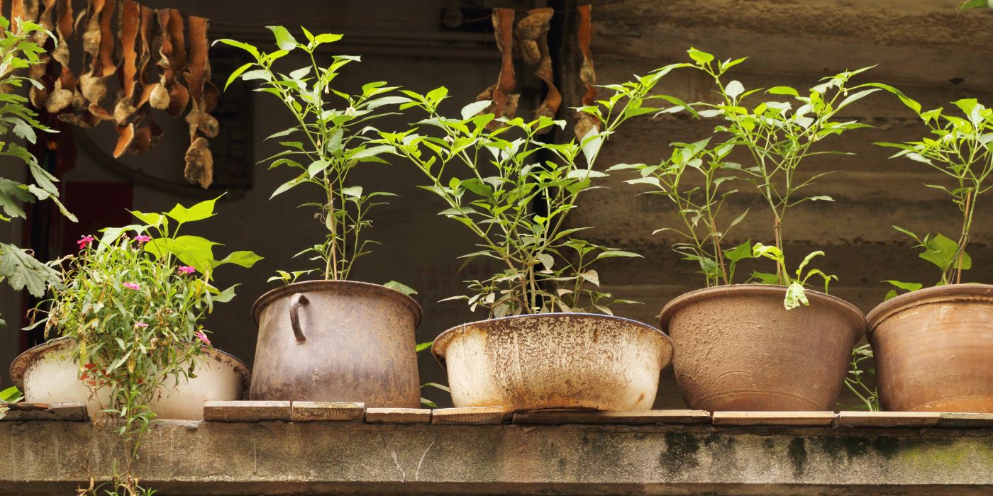 Pflanzen umtopfen im Garten: Wann & wie richtig