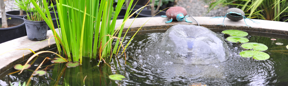 Teichpflanzen für einen kleinen Teich